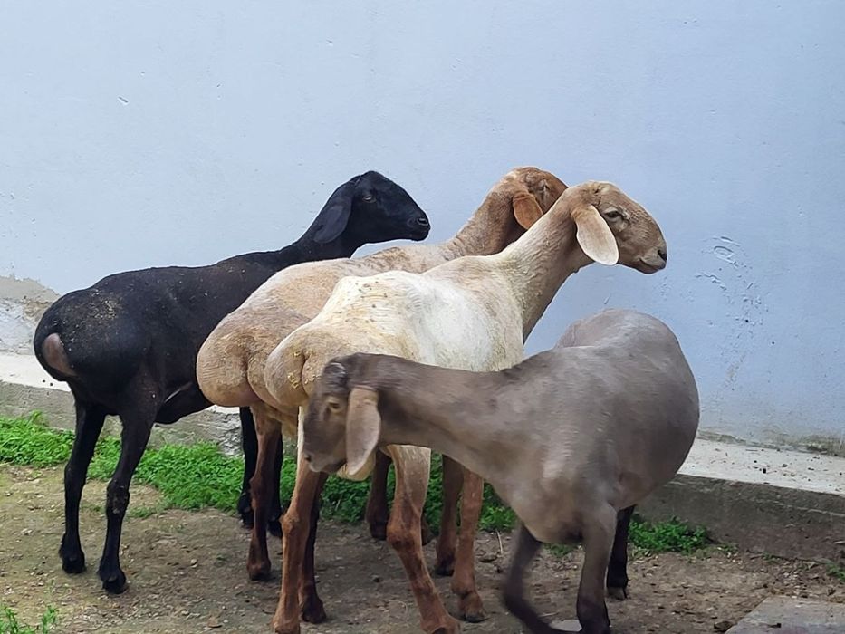 Кузи кучкор ва солулар