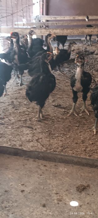 Кора шахзода жужалари бор