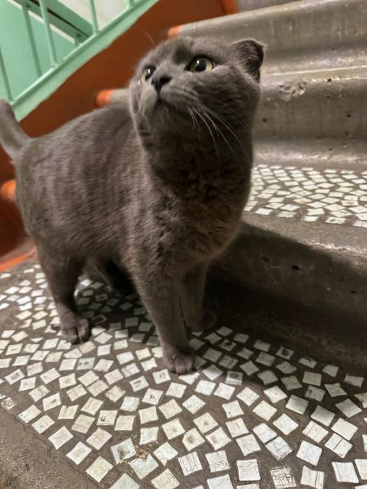 Отдам кошку в добрые руки