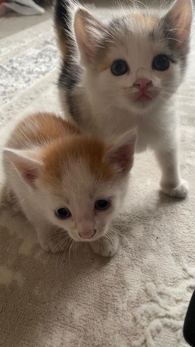 Отдаем котят в хорошие руки