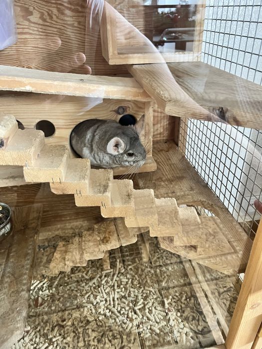 Продам шиншилку(грызун)