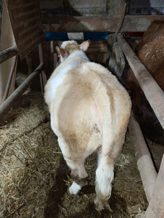 Продам тёлочку симентала