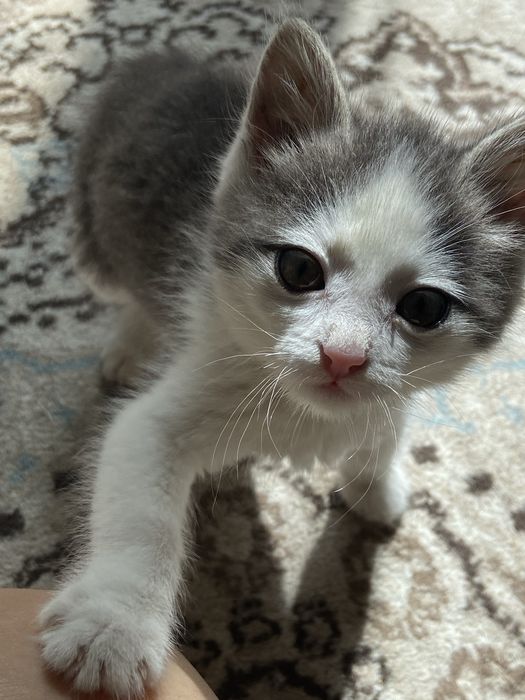 Продаётся домашняя кошка шустрая, умная и очень ласковая