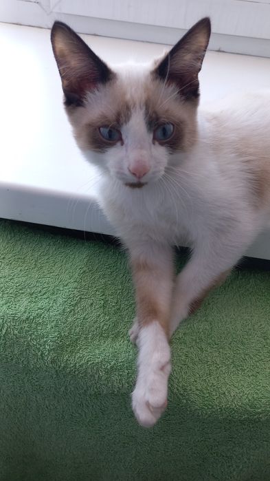 СРОЧНО! Отдаём котика