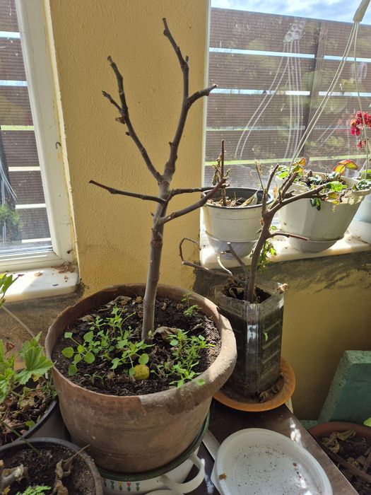 Puieti Smochini Svinita la ghiveci