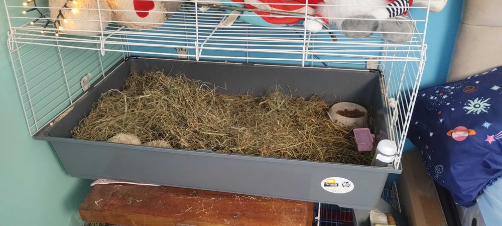 Африкански таралежи