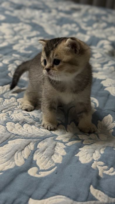 Продаются породистые шотландские котята. 1 месяц. Мальчик и девочка