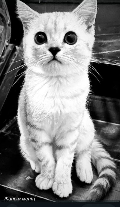 Кошка кот  мысық