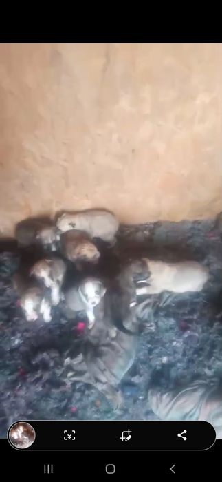 Щенки . 1 месяц.