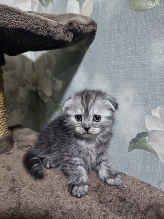 Котята британские