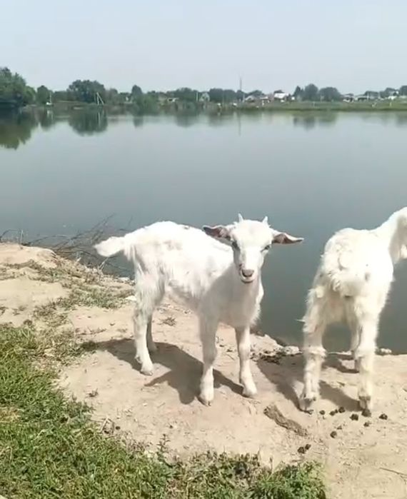 Козлята молочный пароды