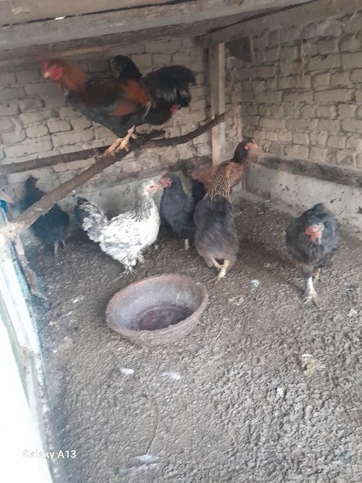 Хонаки кора товуклар