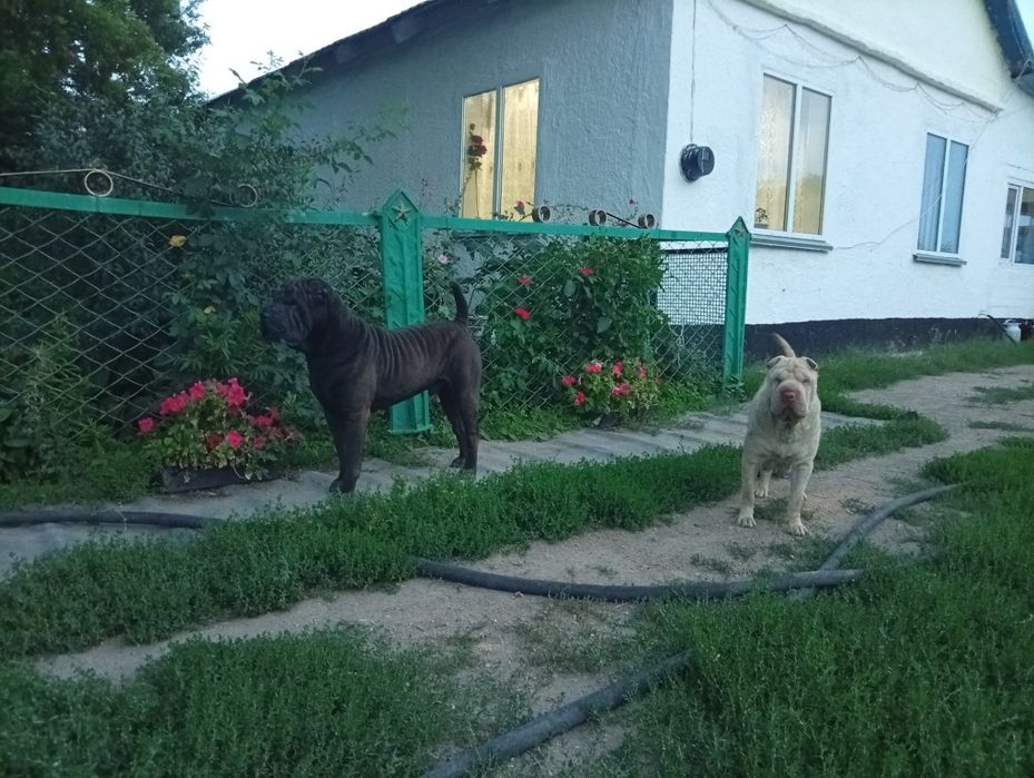 Продам щенков шарпея