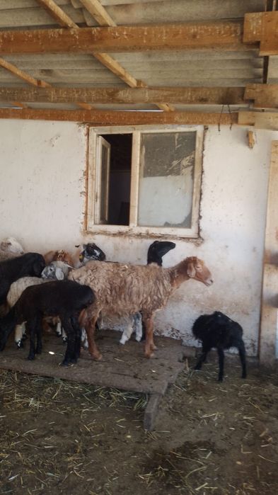 Семіз қойлар сатылады