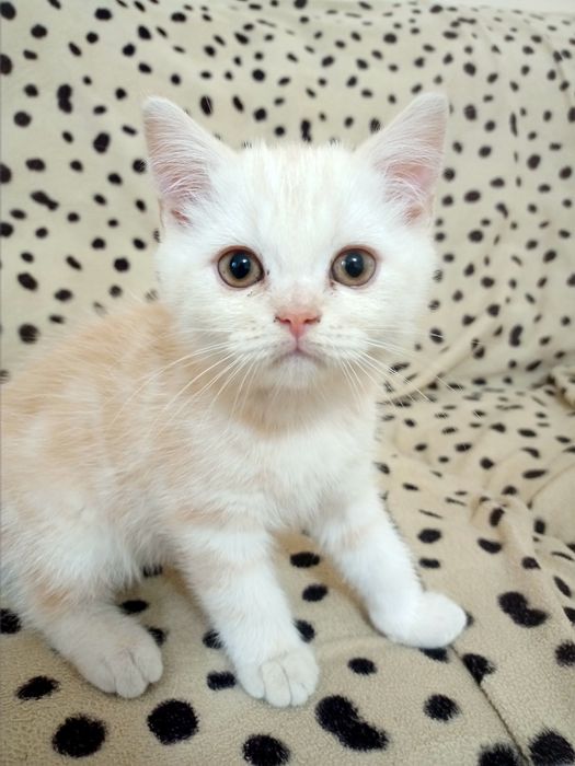 Британские котята