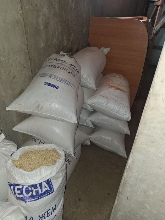 Ячмень   местный