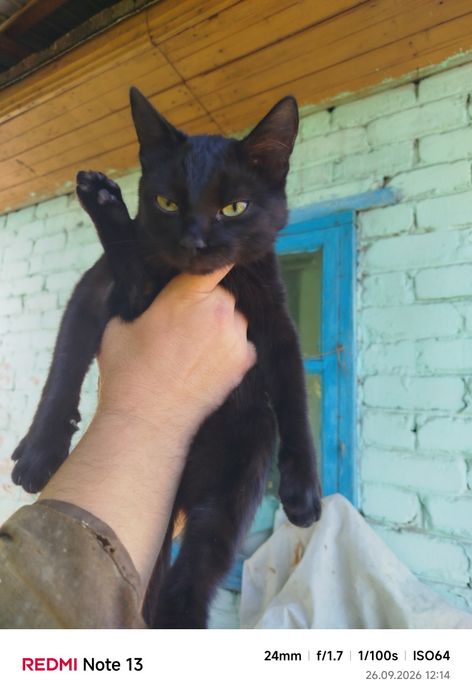 Отдам молодого котенка