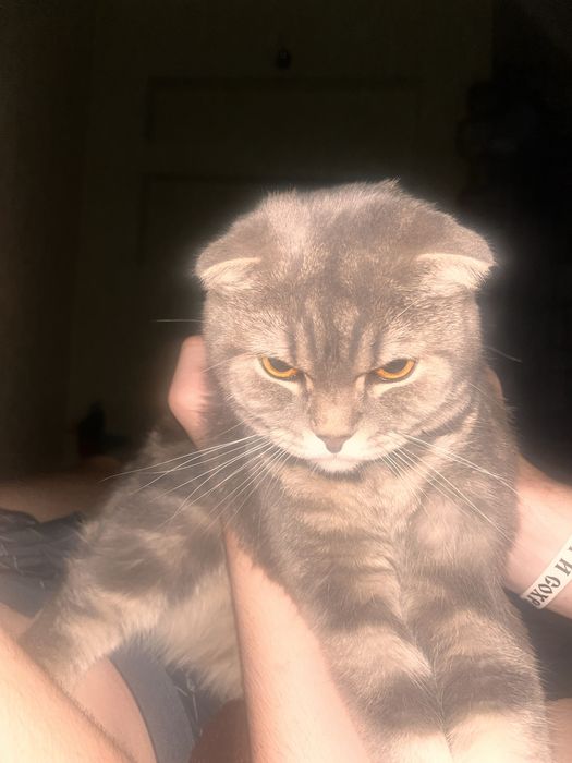 Кот шатланский веслоухий