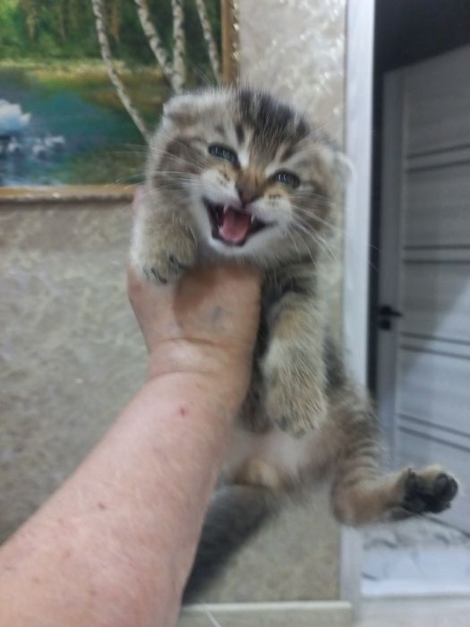 Продам котика шиншила