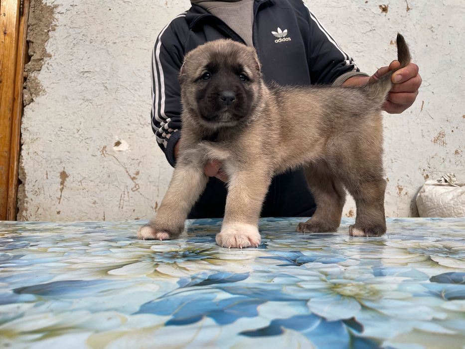 Щенок турецкого кангала ( чистокровный )