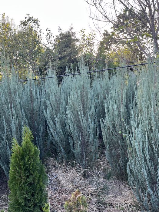 Можжевельник Блю Эрроу. Туя смаракта