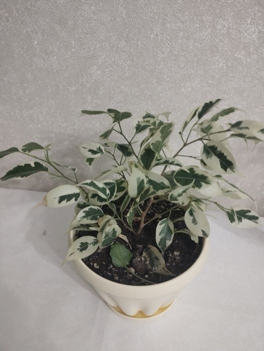 Комнатные цветы: аглаонема, район Евразии