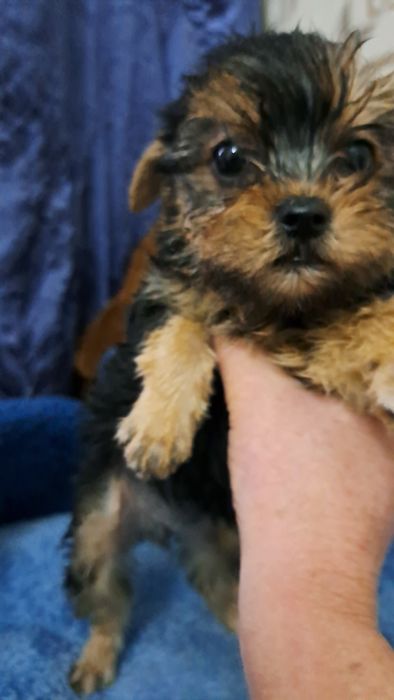 Продаю клубных щенков йорков