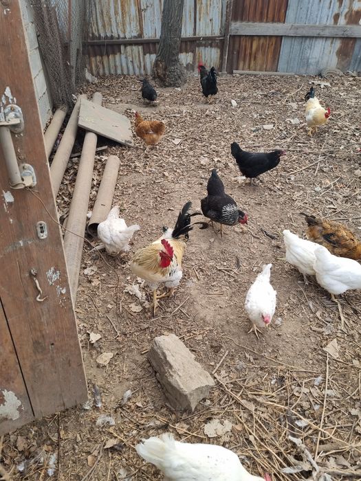 Продам домашних курей и петухов