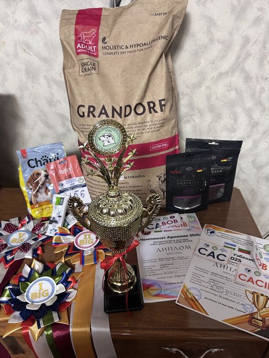 Американский булли XL вязка. IT SOTILMAYDI ! FAQAT QOSHISHGA !