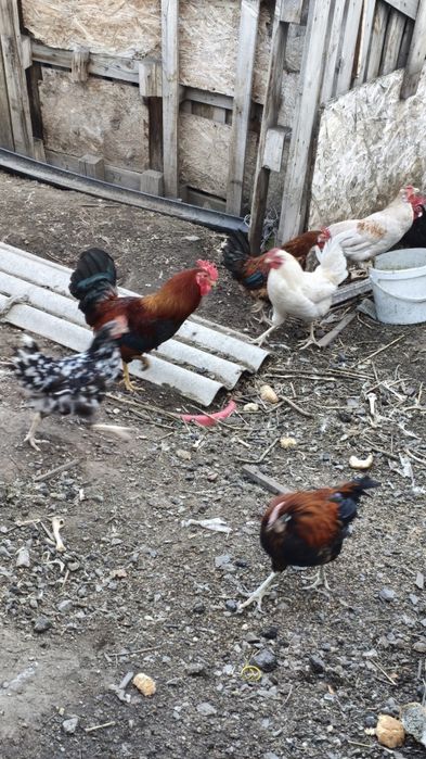 Петухи молодые   .