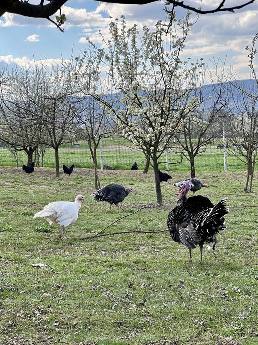 Oua de curca pentru incubat