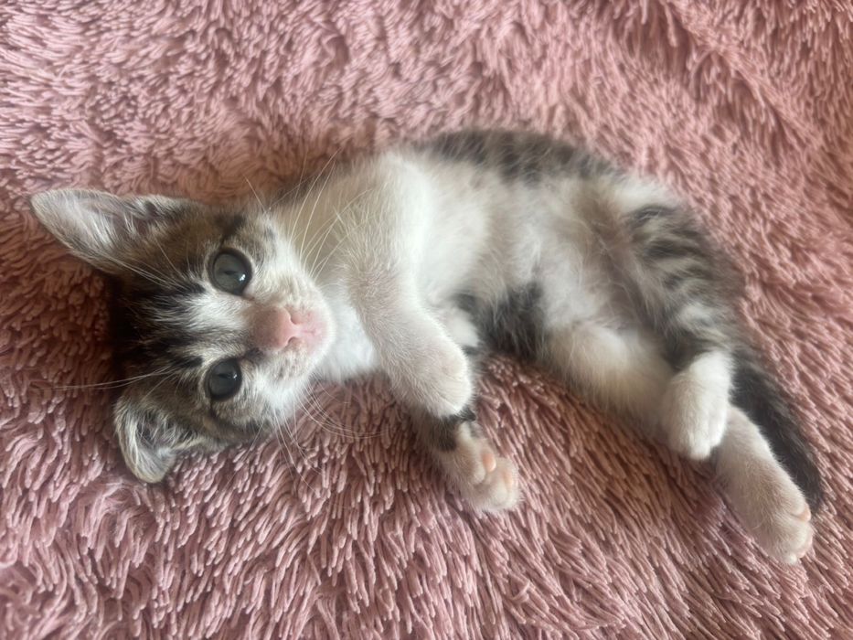 Ишем дом для котенка