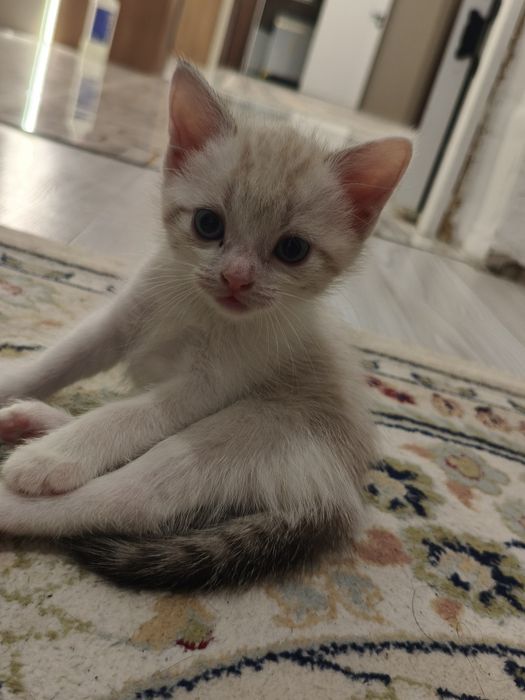 Отдам котят в добрые руки