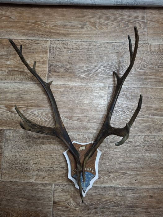 Продам красивые  р