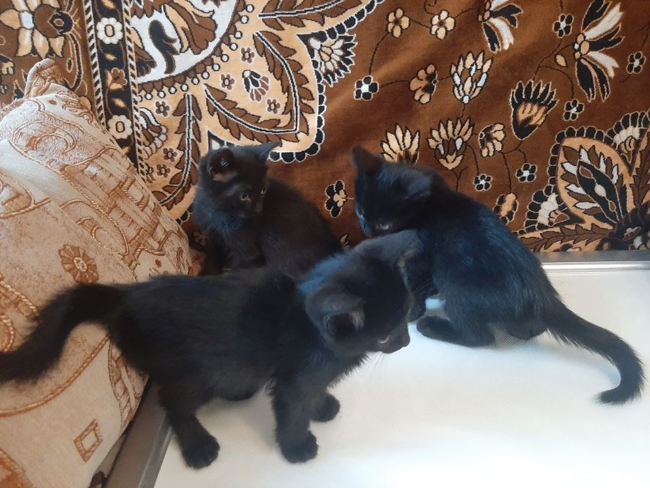 Отдам котят бесплатно
