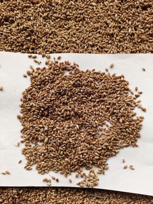 Продам ячмень, пшеницу в городе