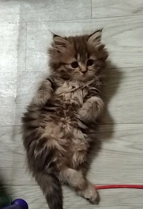 Шикарная девочка. Хайленд страйт.