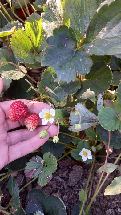 Саженцы ремонтантной клубники