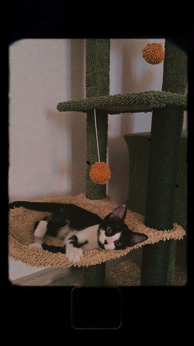 Adopție pisica 4 luni