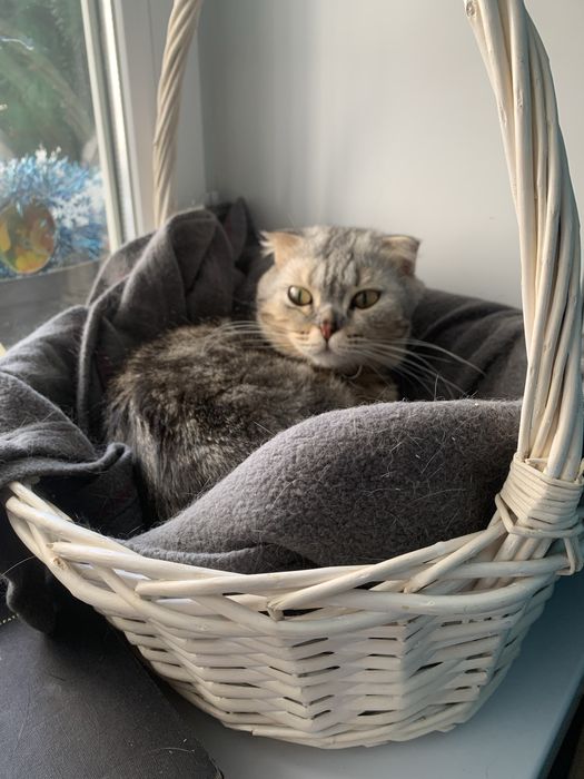 Особенная кошечка