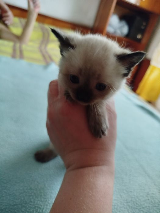 Отдам котят в добрые руки