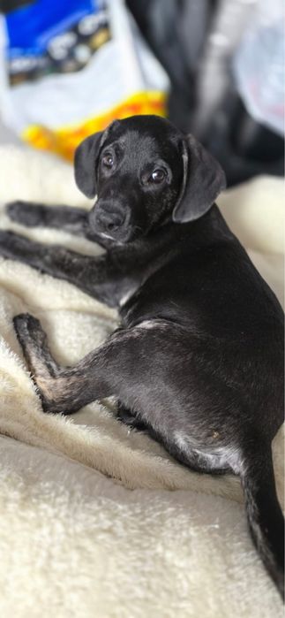 Щенки в поиске дома