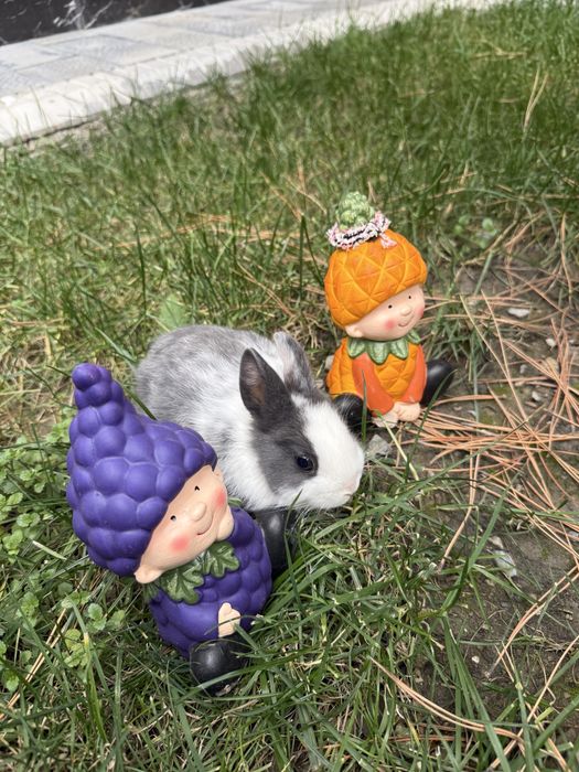 Продам карликовых Нидерландских панд