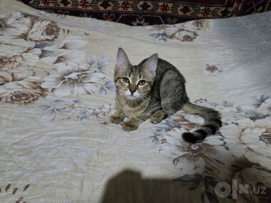 Отдадим в добрые руки замечательных котят
