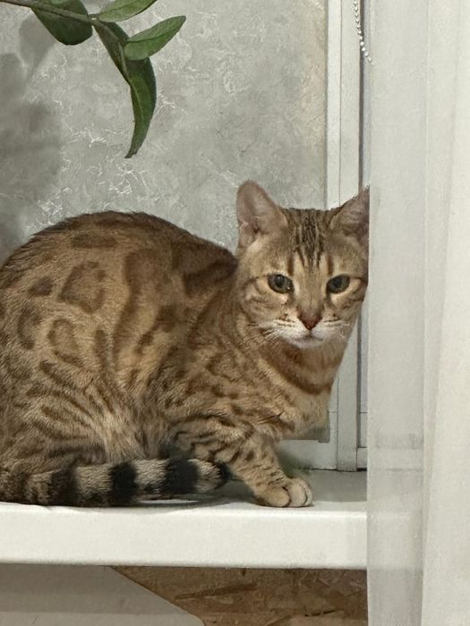 Продам бенгала кошку