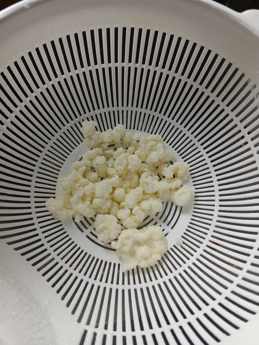 Ciuperca de kefir