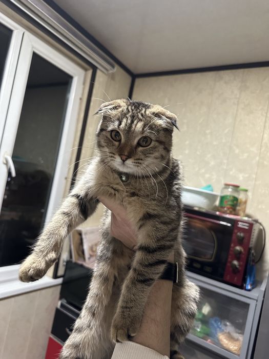 Scottish fold qiz mushuk