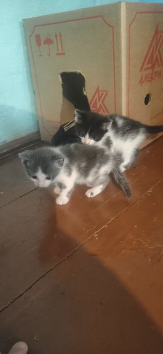 Отдам 4 красивых котят
