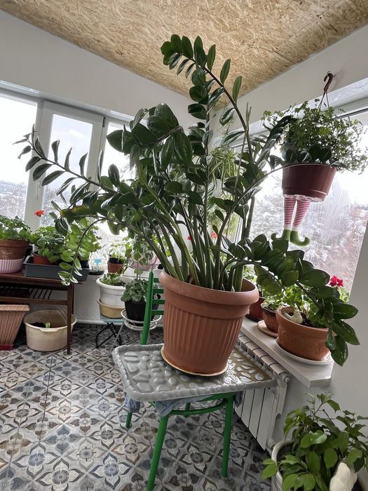 Продается Замиокулькас (долларовое дерево)