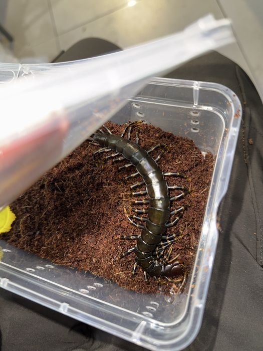 Сколопендры в ассортименте. Scolopendra sp. “Mint Legs”